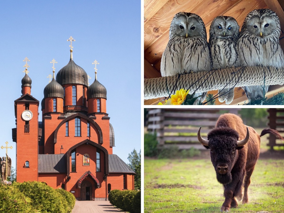Токсовские холмы и храмы (с прогулкой по экотропе «Еловые холмы» и посещением «Зубровника»)