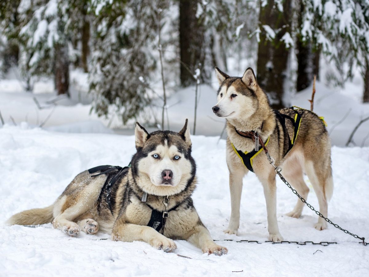 Обитатели сказочного леса (хаски-питомник, Музей «СОВушек» и «Зубровник») из В.Новгорода