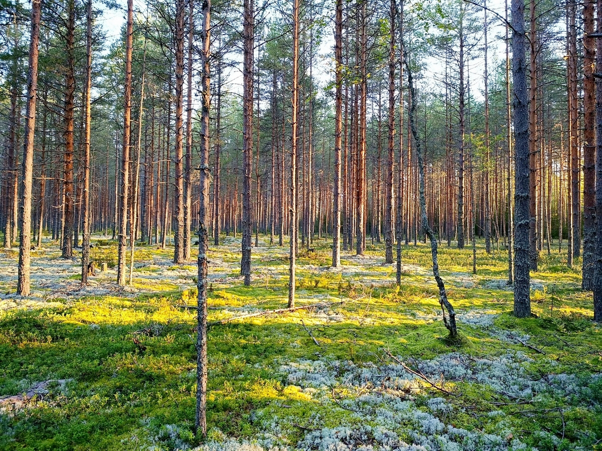 Новинка! Пороги реки Гладышевка